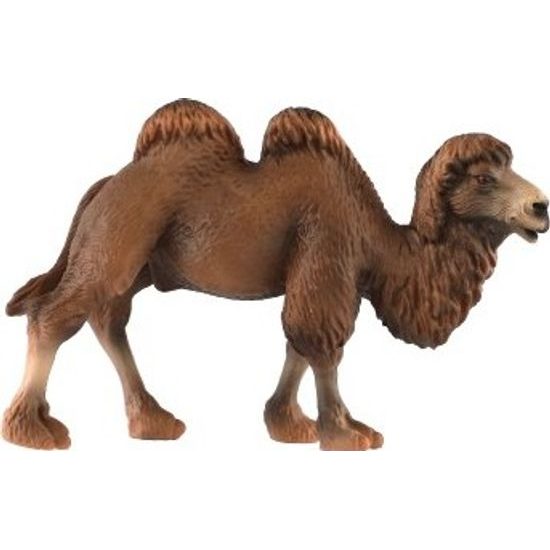 Velbloud dvouhrbý zooted