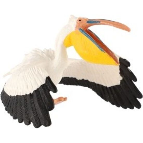 Pelikán severoamerický zooted