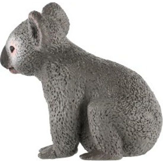 Koala medvídkovitý zooted