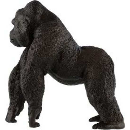 Gorila horská zooted