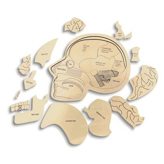Hlava anatómie - edukatívne drevené puzzle - ČESKÁ VERZIA