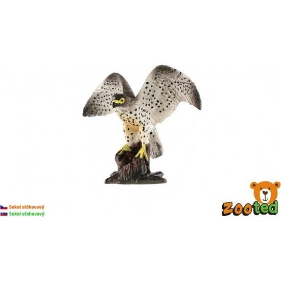 Sokol stěhovavý zooted