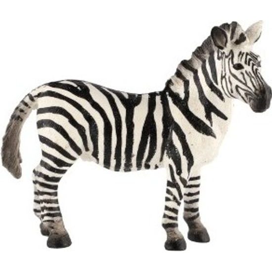 Zebra horská zooted