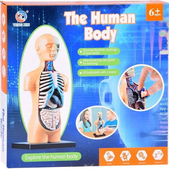 Vzdělávací sada anatomický model LIDSKÉHO TĚLA s orgány 11 dílů