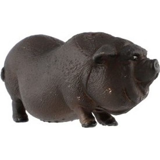 Prase vietnamské zooted