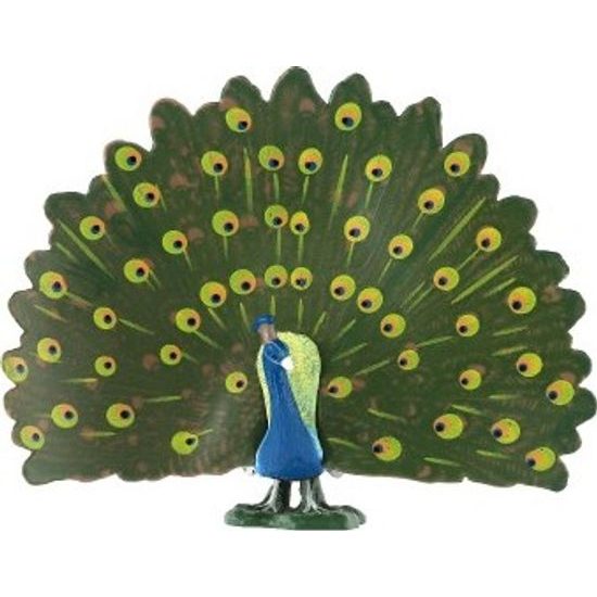 Páv korunkatý zooted