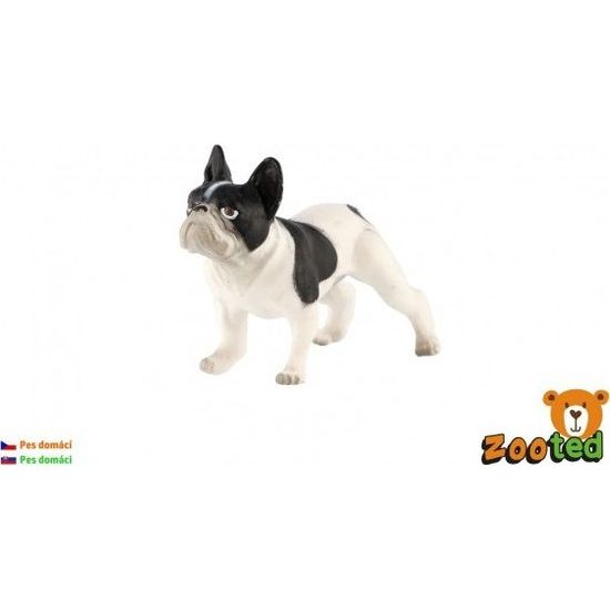 Pes domácí zooted