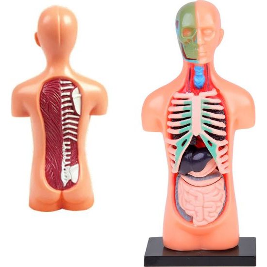 Vzdělávací sada anatomický model LIDSKÉHO TĚLA s orgány 11 dílů