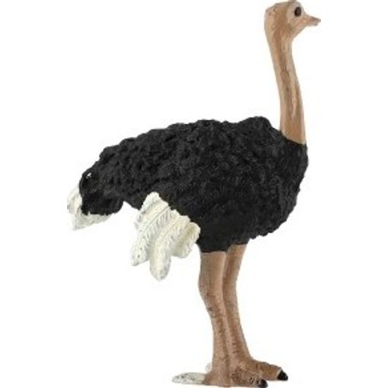 Pštros dvouprstý zooted