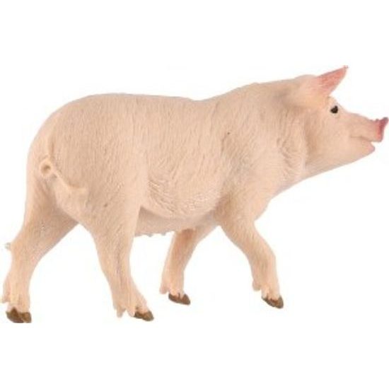 Prase domácí zooted