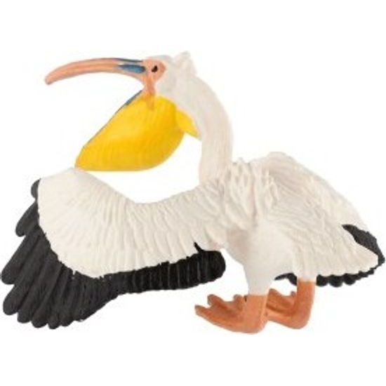 Pelikán severoamerický zooted