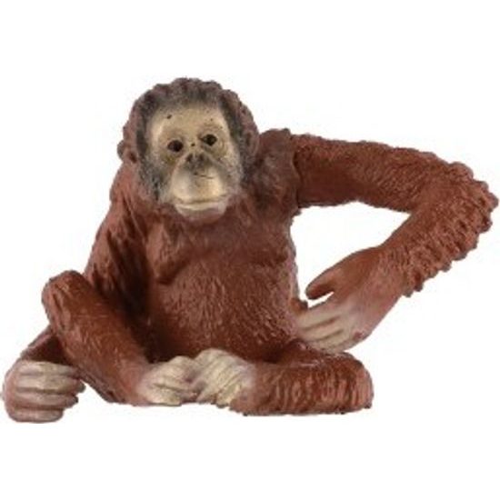 Orangutan sumaterský zooted