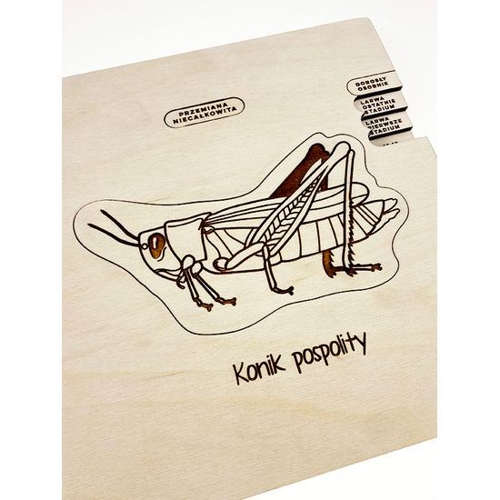 Kobylka - životný cyklus