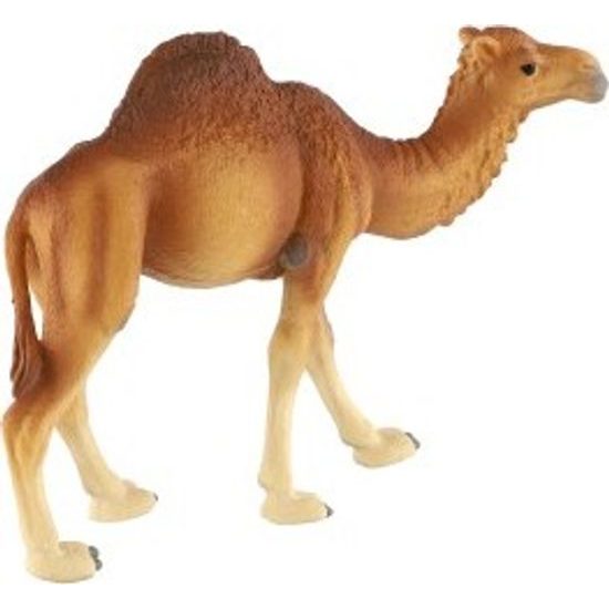 Velbloud jednohrbý zooted