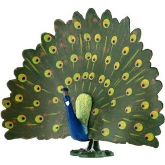 Páv korunkatý zooted