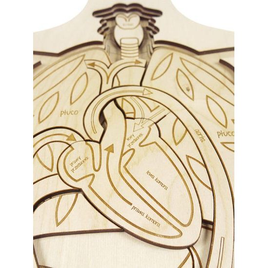 Telo - anatómia - edukatívne drevené puzzle - ČESKÁ VERZIA