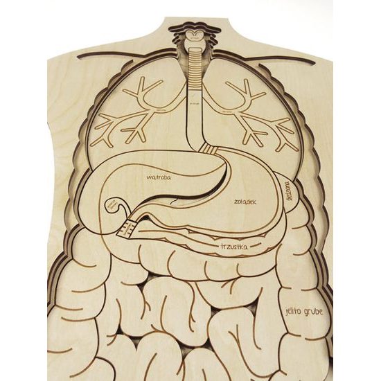 Telo - anatómia - edukatívne drevené puzzle - ČESKÁ VERZIA