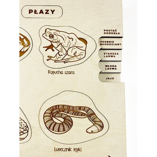 Obojživelníky - životné cyklusy - set - ČESKÁ VERZIA