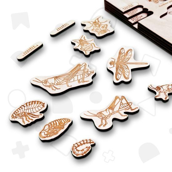 Premena dokonalá, nedokonalá - životné cykly- set - ČESKÁ VERZIA