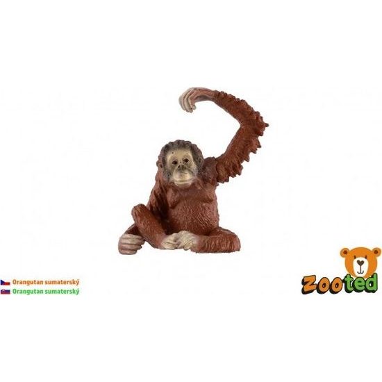 Orangutan sumaterský zooted