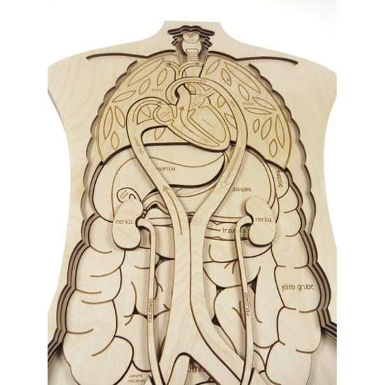 Telo - anatómia - edukatívne drevené puzzle - ČESKÁ VERZIA