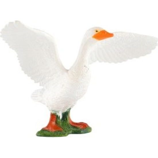 Husa domácí zooted