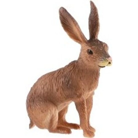 Zajíc polní zooted