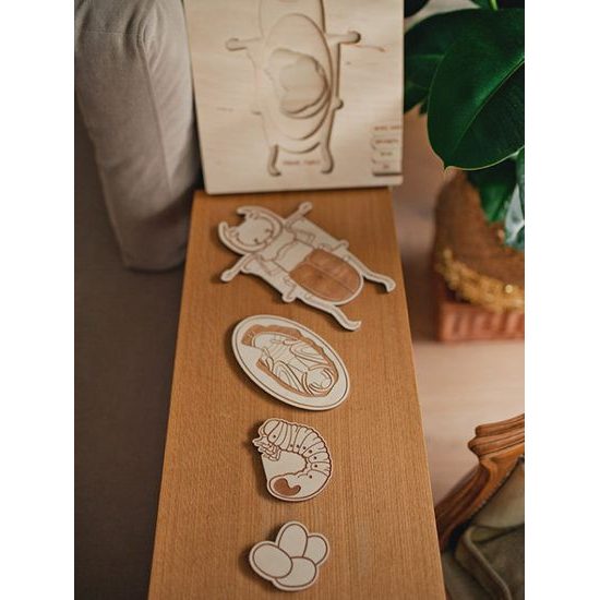 Roháč obyčajný - životný cyklus - ČESKÁ VERZIA