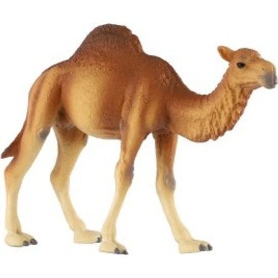 Velbloud jednohrbý zooted