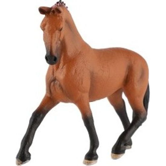 Kůň domácí hnědák zooted