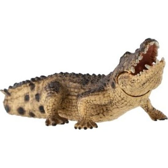 Krokodýl nilský zooted