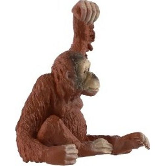 Orangutan sumaterský zooted