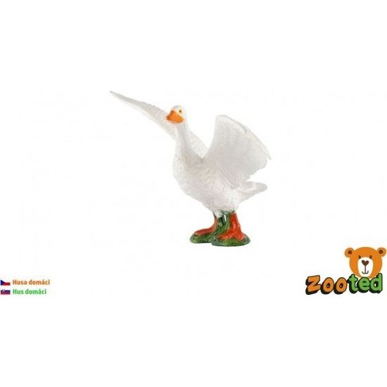 Husa domácí zooted