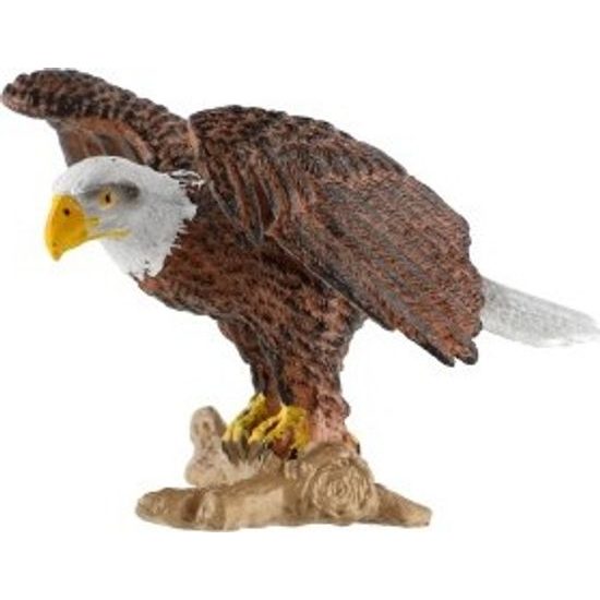 Orel bělohlavý zooted