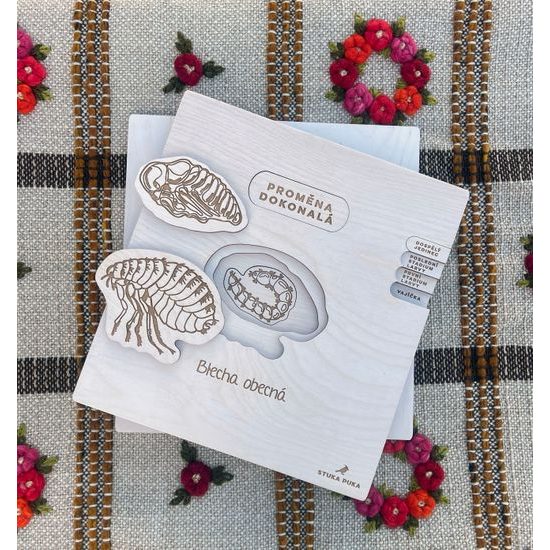 Lidská blecha - životní cyklus