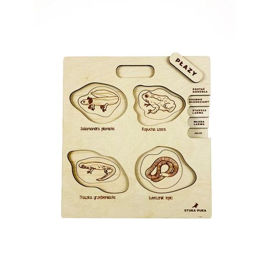 Obojživelníky - životné cyklusy - set - ČESKÁ VERZIA