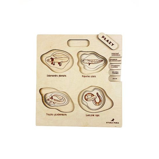 Obojživelníky - životné cyklusy - set - ČESKÁ VERZIA