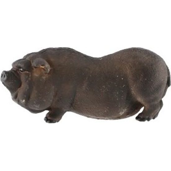 Prase vietnamské zooted