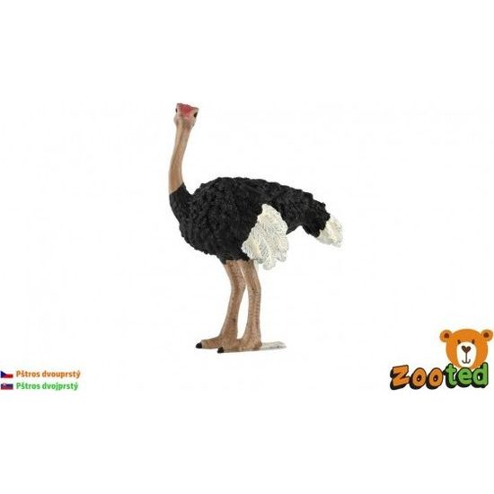 Pštros dvouprstý zooted