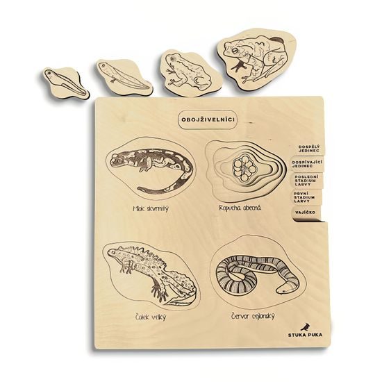 Obojživelníky - životné cyklusy - set - ČESKÁ VERZIA