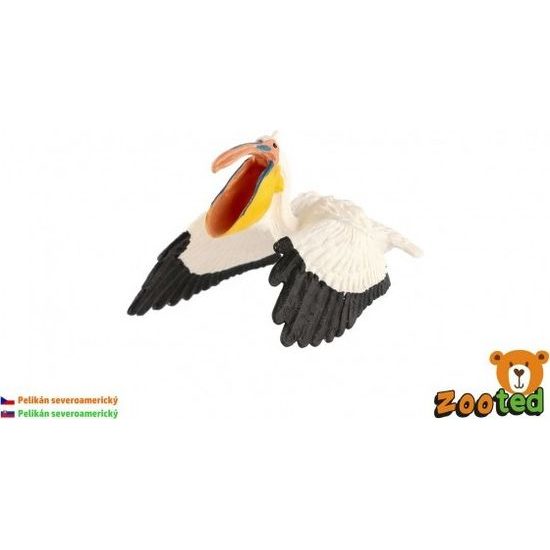 Pelikán severoamerický zooted