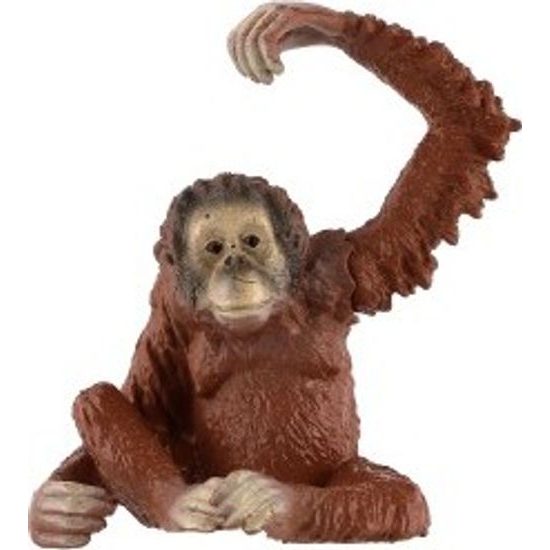 Orangutan sumaterský zooted