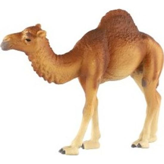 Velbloud jednohrbý zooted