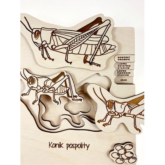 Kobylka - životný cyklus