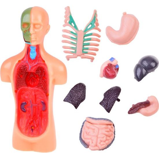 Vzdělávací sada anatomický model LIDSKÉHO TĚLA s orgány 11 dílů