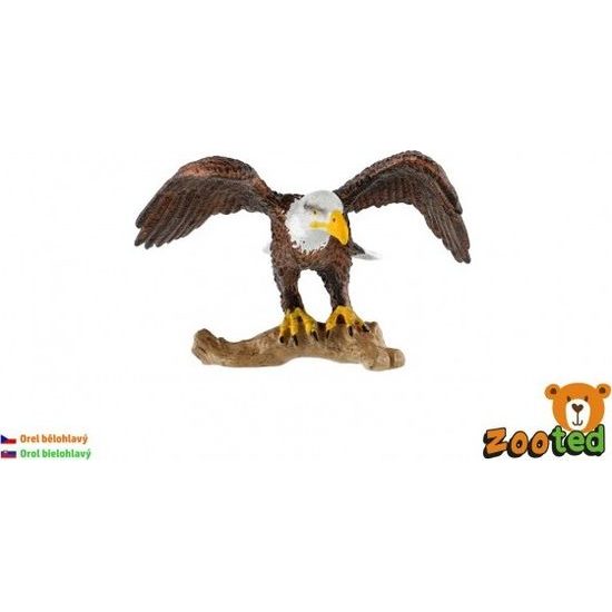 Orel bělohlavý zooted