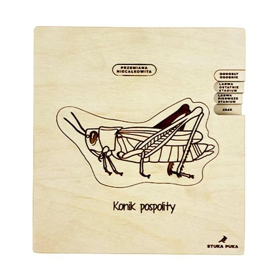 Kobylka - životný cyklus