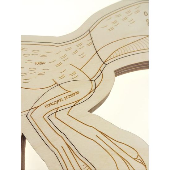 Dinosaurus - anatómia tela - edukatívne puzzle - ČESKÁ VERZIA