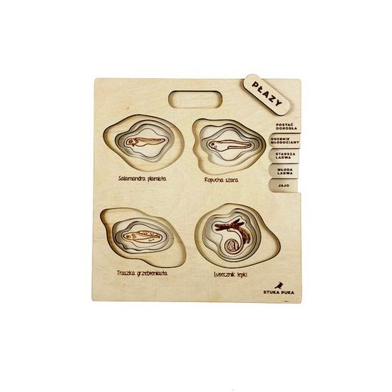 Obojživelníky - životné cyklusy - set - ČESKÁ VERZIA