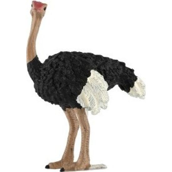 Pštros dvouprstý zooted